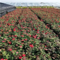 湖北宿根花卉种植基地，适合湖北生长的花卉种类，湖北草花基地