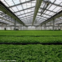 骨架、膜、大棚配件、温室大棚、育苗温室