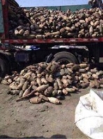 全国大量回收三元催化器-三元催化粉末