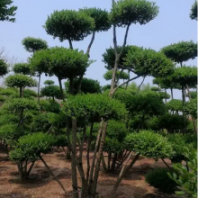 苗圃基地供应造型小叶女贞 盆景式造型女贞 造型桩景观树