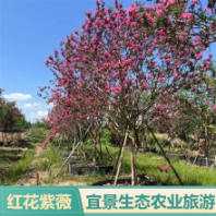 宜景生态骨架红花紫薇 工程行道易成活红花紫薇景观树