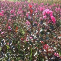 基地出售红叶紫薇 行道风景绿化树 园林景区观赏花卉